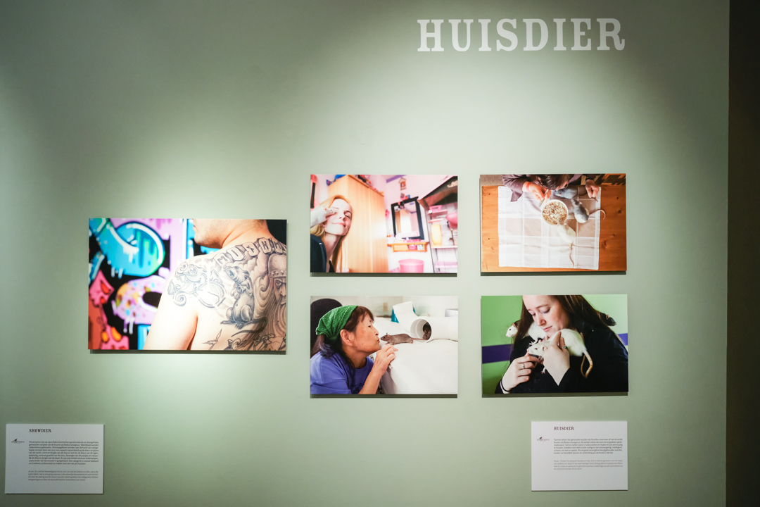 Huisdier