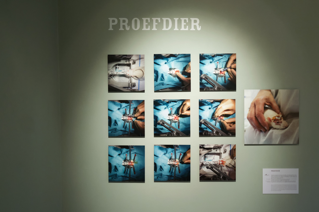Proefdier