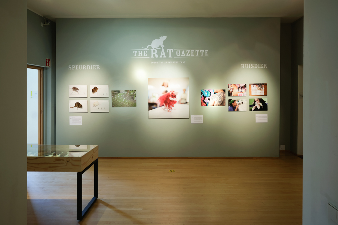 Tentoonstellingmuur met beelden